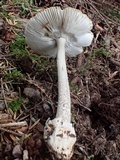 Amanita constricta image