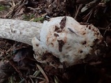 Amanita constricta image