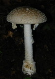 Amanita multisquamosa image