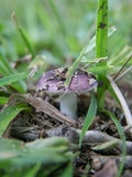 Russula sericeonitens image