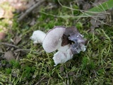 Russula sericeonitens image