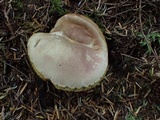 Boletus subtomentosus image