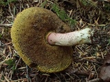 Boletus subtomentosus image