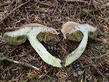 Boletus subtomentosus image
