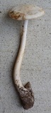Amanita dolichopus image