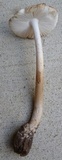 Amanita dolichopus image