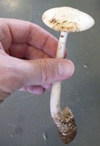 Amanita dolichopus image