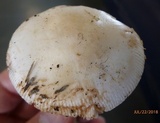 Amanita dolichopus image