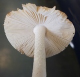 Amanita dolichopus image