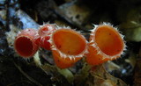 Microstoma floccosum image