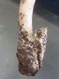 Amanita dolichopus image