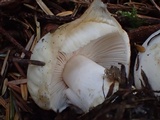 Russula crassotunicata image