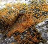 Caloplaca subsoluta image