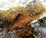 Caloplaca subsoluta image