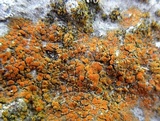 Caloplaca subsoluta image
