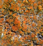 Caloplaca subsoluta image