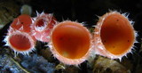 Microstoma floccosum image