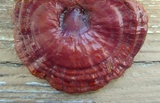 Ganoderma sessile image