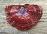 Ganoderma sessile image