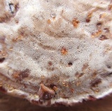 Ganoderma sessile image