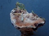 Hydnellum scrobiculatum image