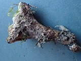 Hydnellum scrobiculatum image