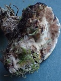 Hydnellum scrobiculatum image