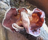 Auricularia angiospermarum image