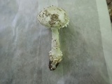 Amanita onusta image