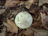 Amanita onusta image