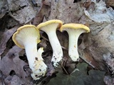 Cantharellus phasmatis image