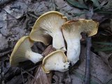 Cantharellus phasmatis image