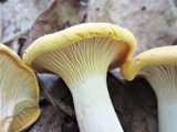 Cantharellus phasmatis image