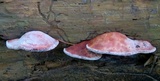 Rhodofomes cajanderi image