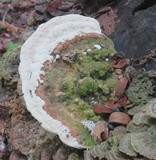 Trametes gibbosa image