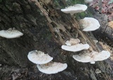 Trametes gibbosa image