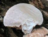 Trametes gibbosa image