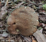 Tylopilus sordidus image