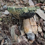 Tylopilus sordidus image