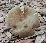 Tylopilus sordidus image