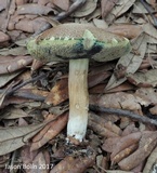 Tylopilus sordidus image