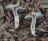 Tylopilus sordidus image