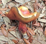 Lanmaoa borealis image