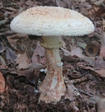Amanita daucipes image