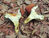 Lanmaoa borealis image
