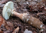 Amanita daucipes image