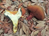 Lanmaoa borealis image