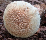 Amanita daucipes image