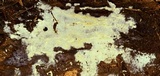 Peniophorella subpraetermissa image