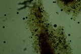 Peniophorella subpraetermissa image